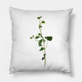 Ivy branch isolated on a white background Pillow