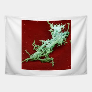 Lyme disease bacteria, SEM (C001/5889) Tapestry