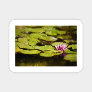 Impressions of a Water Lily Magnet