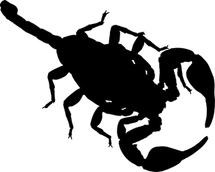 Scorpion Dark Outline Drawing Magnet