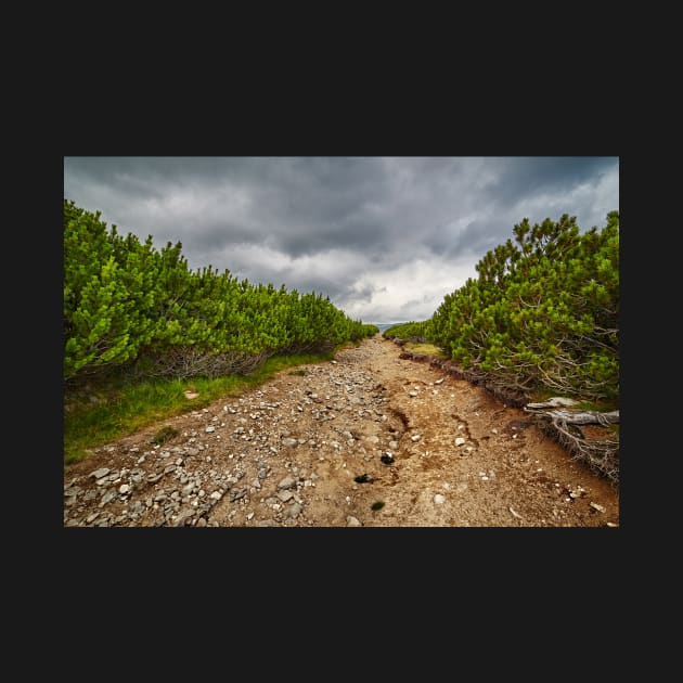 Dirt road through dwarf pines by naturalis