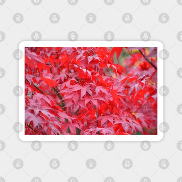 Maple Tree / Swiss Artwork Photography Magnet by RaphaelWolf