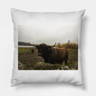 Scottish Highland Cattle Bull 2145 Pillow