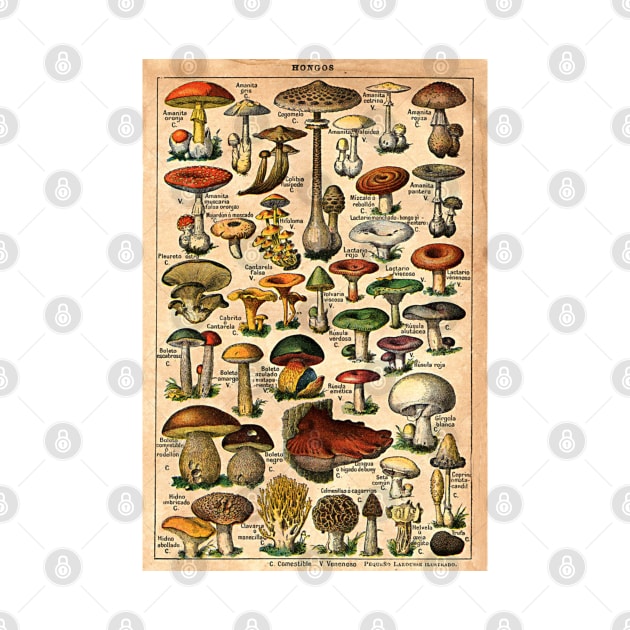 Mushroom by MANALI