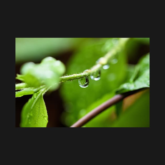 Shiny dew drop with image of a leaf by fantastic-designs