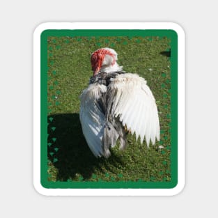 Muscovy Duck Magnet