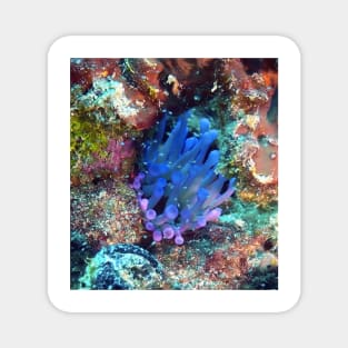 Giant Purple Sea Anemone Magnet