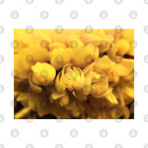 Gorse Bush Flowers (Ulex europaeus) by Ludwig Wagner