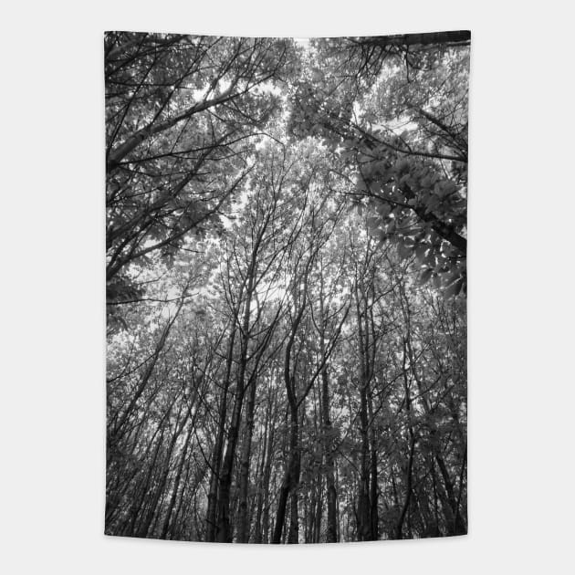 Tree tops black & white Tapestry by WonkeyCreations