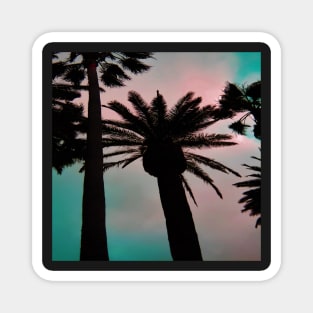 Palm Trees Looking up in a Cotton Candy Sky Magnet