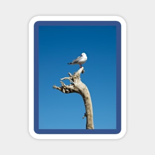 seagull on driftwood Magnet