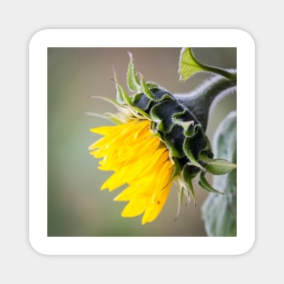 Sunflower Magnet