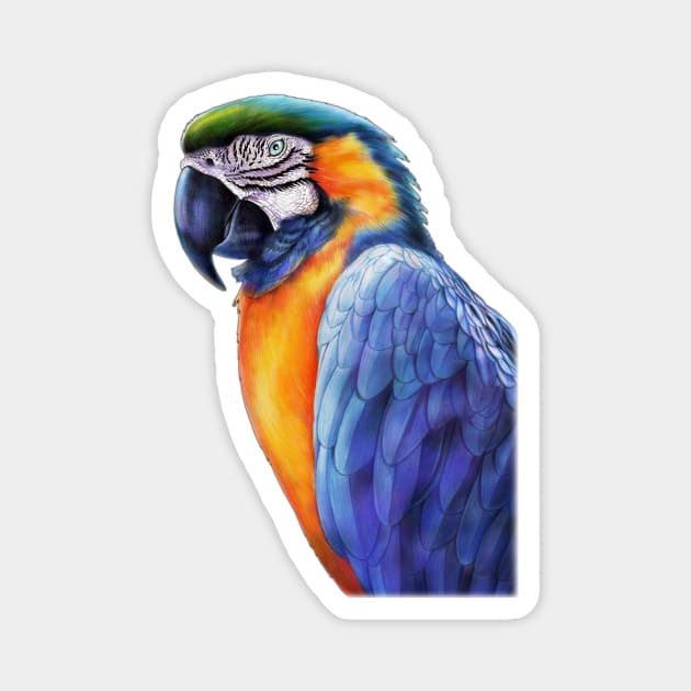 Macaw Magnet by Tim Jeffs Art