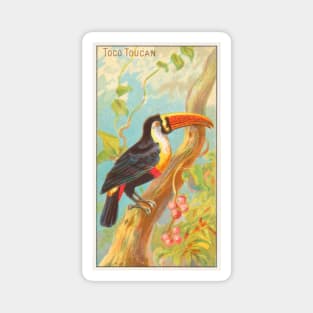 Toco Toucan Magnet