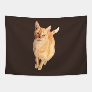 Ginger Cat Tapestry