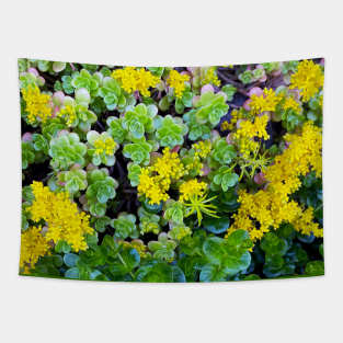 Stonecrops in Spring Tapestry