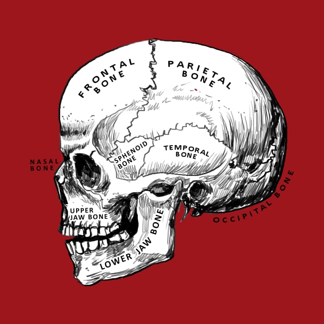 skull - anatomy by medicalcortexx