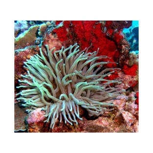 Giant Green Sea Anemone feeding near Red Coral Reef Wall T-Shirt