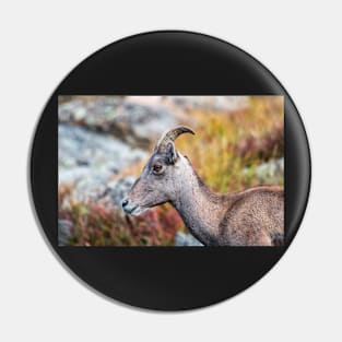 Rocky Mountain Bighorn Pin