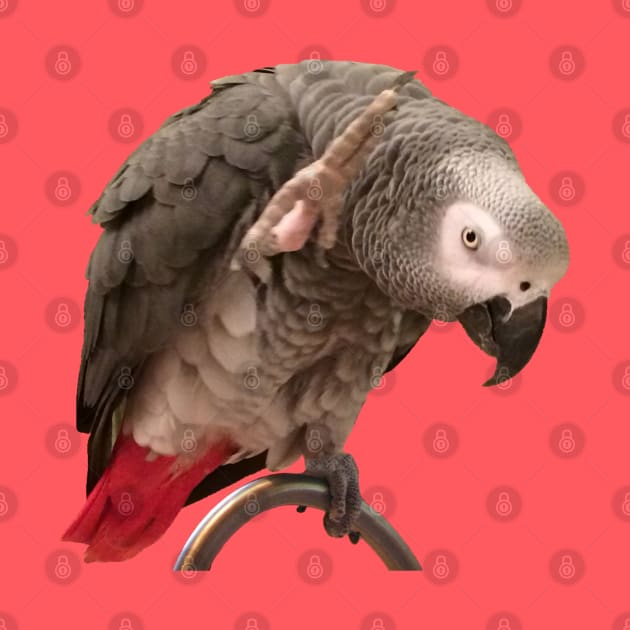 African Grey Parrot Funny Wave by Einstein Parrot