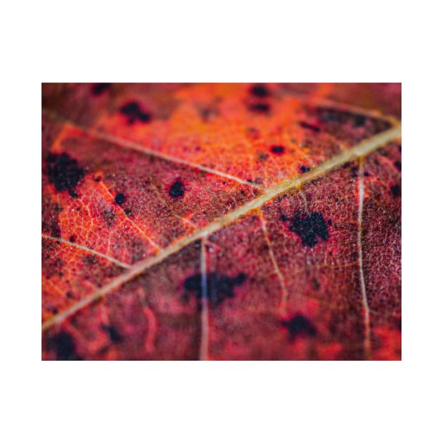 Fall Leaf Close Up by glovegoals