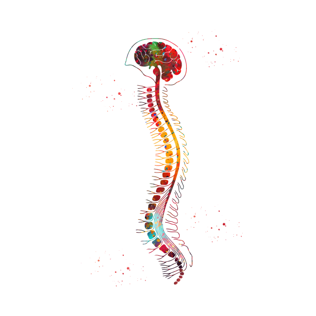 Brain with spinal cord by erzebeth
