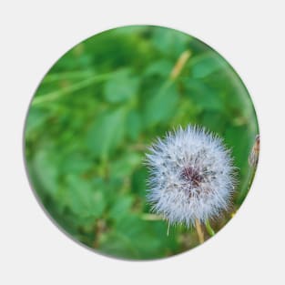 summer picture - dandelion fluff - blowball Pin