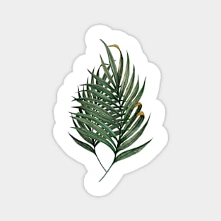 Palm Leaves Magnet