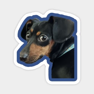 Doggie Expressions Magnet