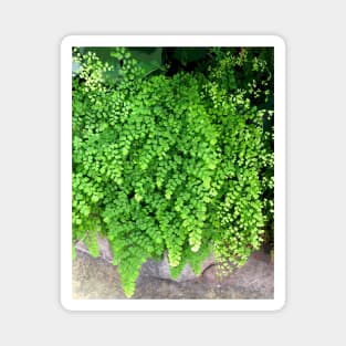 Green Maidenhair Fern For Gardeners Nature Lovers Magnet