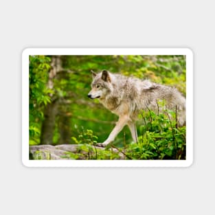 Timber Wolf Magnet