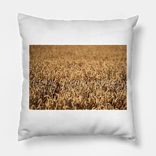 Ripe wheat field Pillow