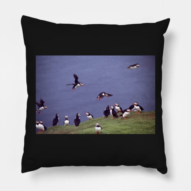 Puffin gathering Pillow by orcadia
