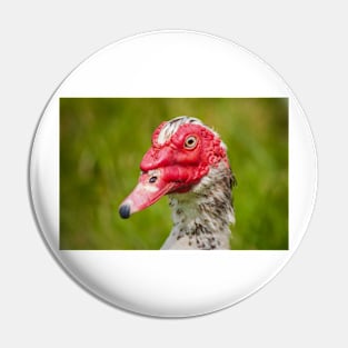 Muscovy Duck - 2011 Pin