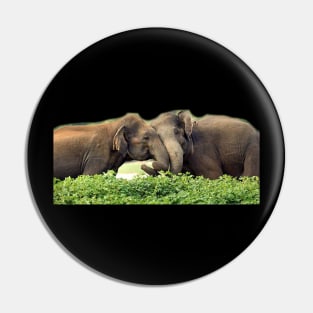 wild, elephant, elephant lover, life Pin