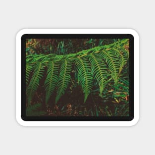 Fern Time Magnet