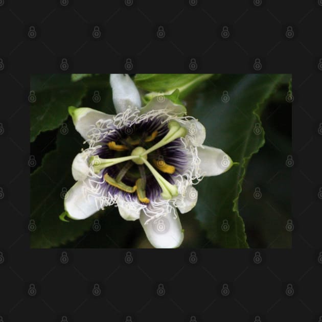 Passion Flower Closeup 2 by ButterflyInTheAttic