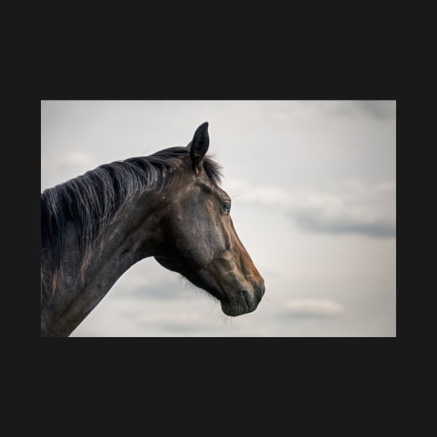 A horse portrait by hton