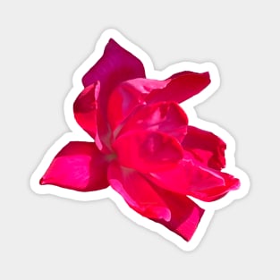 Pink Bloom Rose Magnet