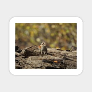 Chipmunk, wildlife, gifts, animals, Cutie Pie Magnet