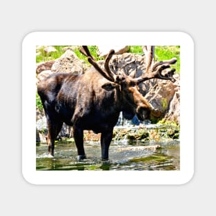 Colorado Moose Magnet