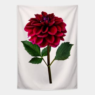 Red Dahlia in Sunshine Tapestry