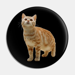 Beautiful Playful cat T-shirt Pin