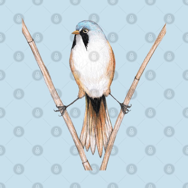 Bearded reedling pencil drawing by Bwiselizzy