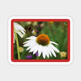 Echinacea Purpurea with Bee Magnet