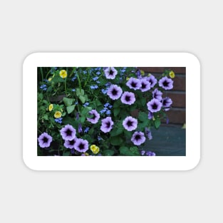 Purple Petunia Glory Magnet