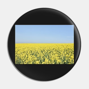 Rapeseed field, Tillingham, Essex Pin