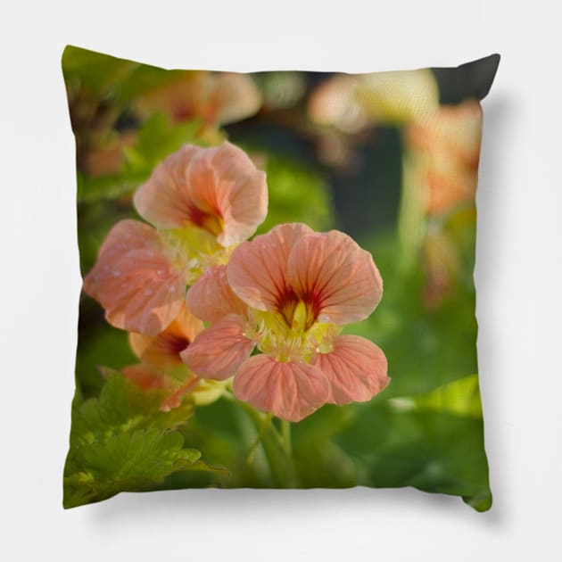 Nasturtium Pillow by MistyLakeArt