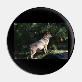 Mexican Grey Wolf Pin