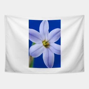 Ipheion  &#39;Rolf Fiedler&#39;  AGM  Spring starflower Tapestry